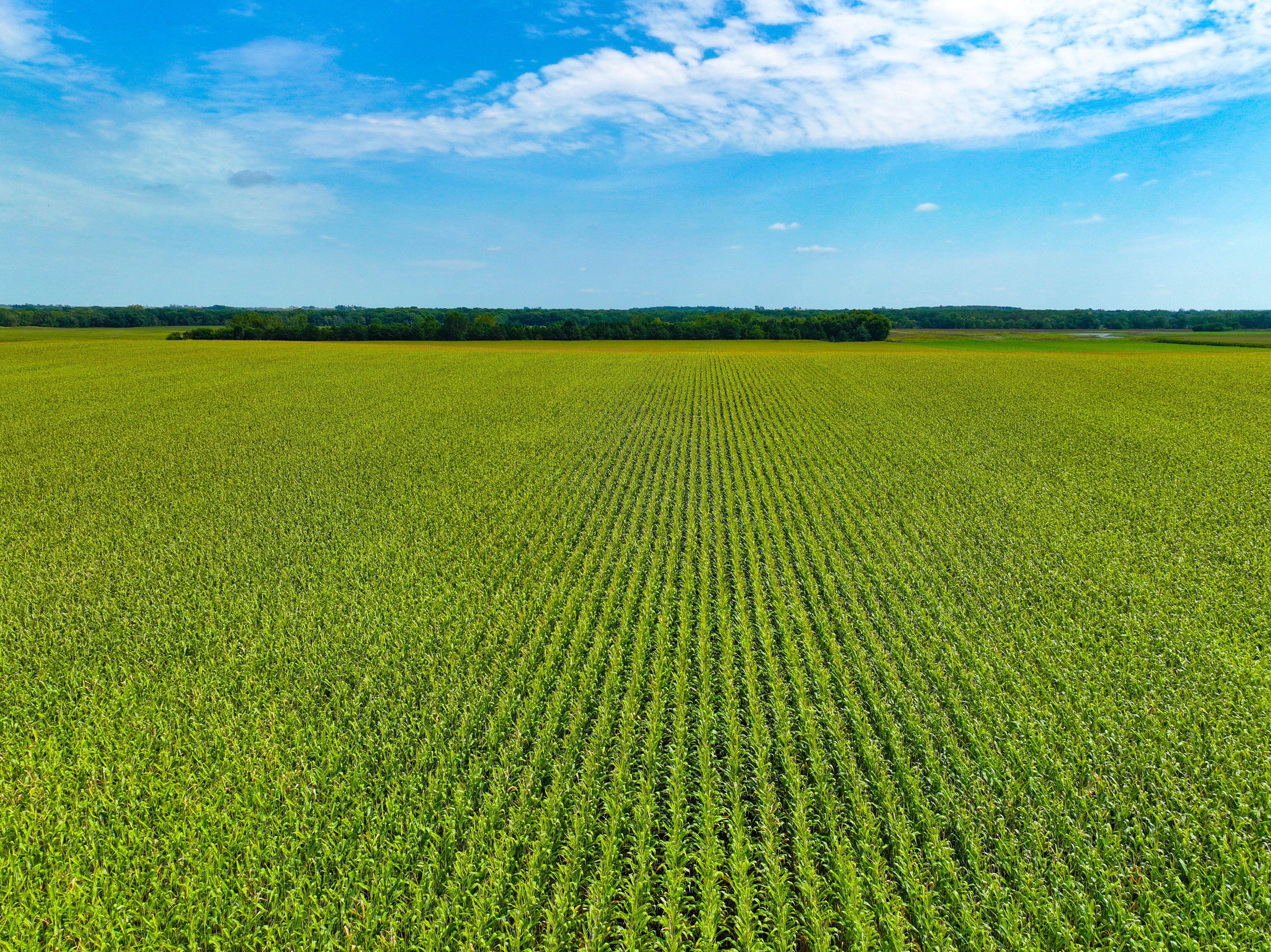 Listing Photo: 11_Buchanan Co IA Farmland For Sale